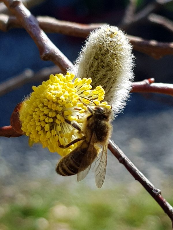 Abeille qui butine